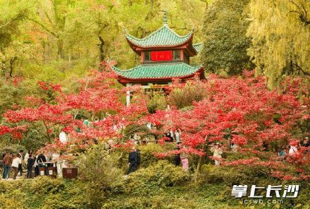 沉醉“枫”景！爱晚亭进入最佳观赏期