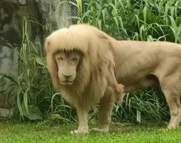 网红“发型狮”阿杭,正式退休 网红“发型狮”阿杭,正式退休