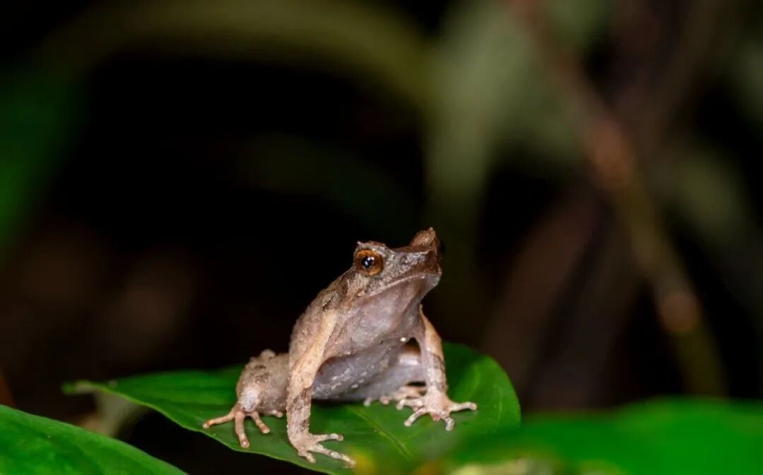 广东发现新物种,名字亮了→ 广东发现新物种,名字亮了→