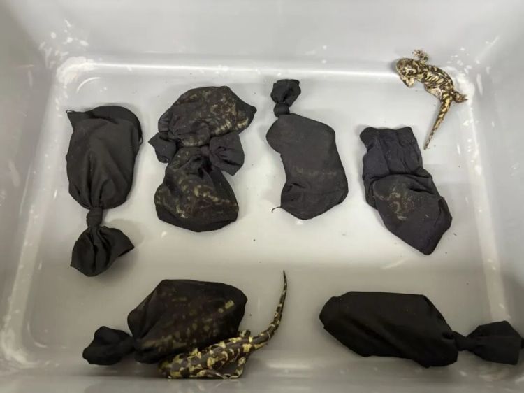罗湖海关查获四名进境旅客携带外来物种活体虎纹钝口螈共计72只
