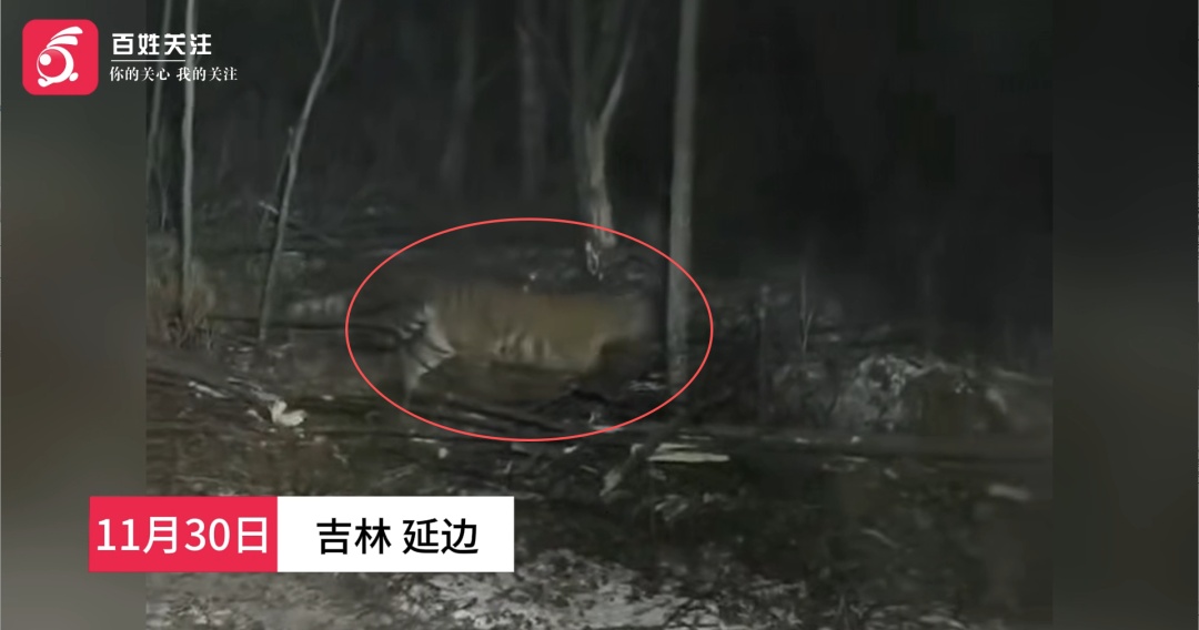 挖掘机司机进山施工偶遇东北虎，“它瞅我瞅了半天，太紧张了…”