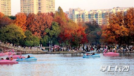 长沙初冬美到让人挪不开眼