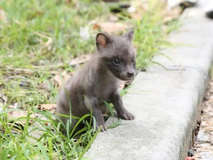 上海又有两个区首次发现!分布区域持续扩大,居民从害怕到逐渐接受 上海又有两个区首次发现!分布区域持续扩大,居民从害怕到逐渐接受