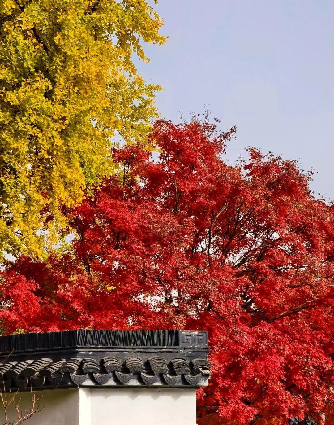 秋日特调！南京“西红柿炒蛋”皮肤已限时上线！