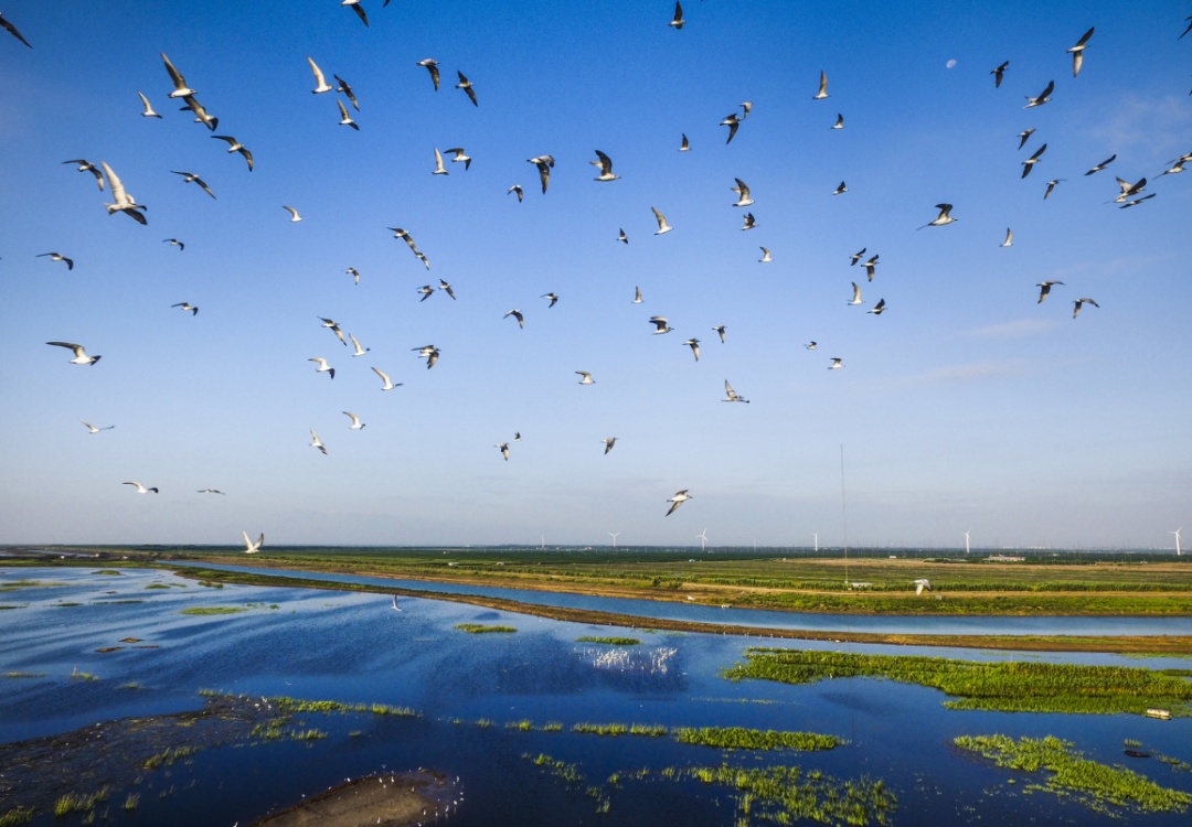 【探索】观群鸟、学科普！2025崇明东滩观鸟生活季启幕→
