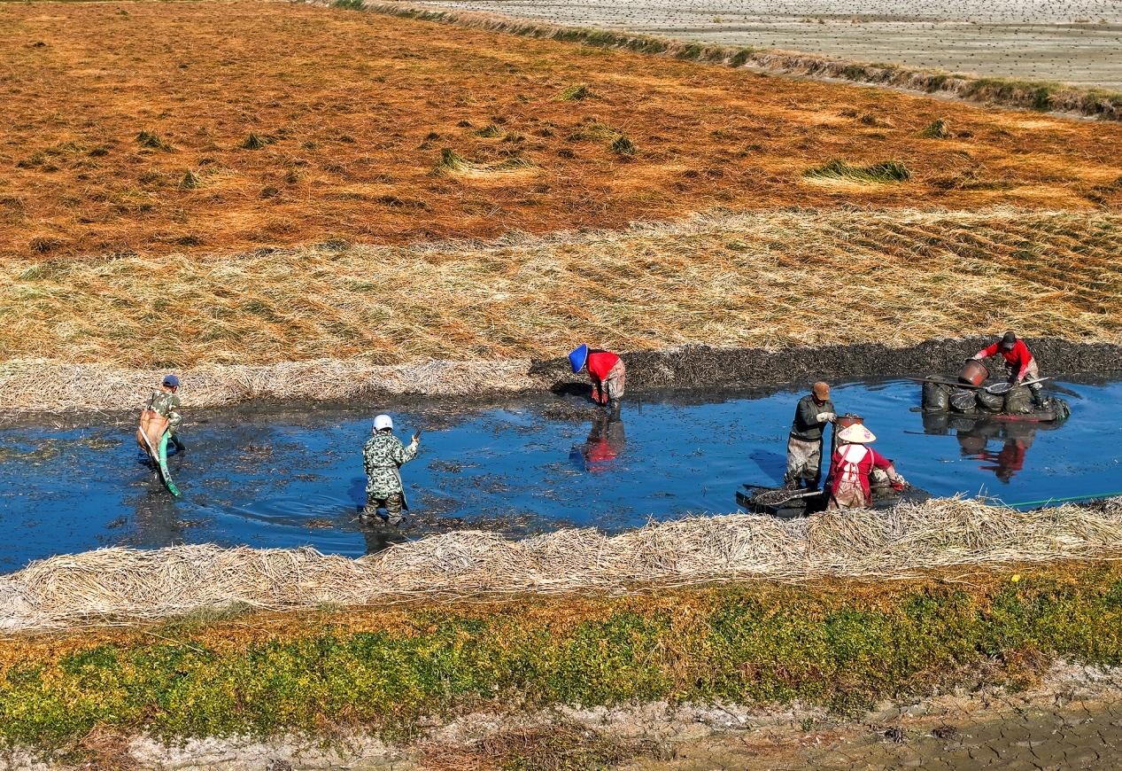 安徽庐江：水枪采收马蹄 科技赋能农业增效