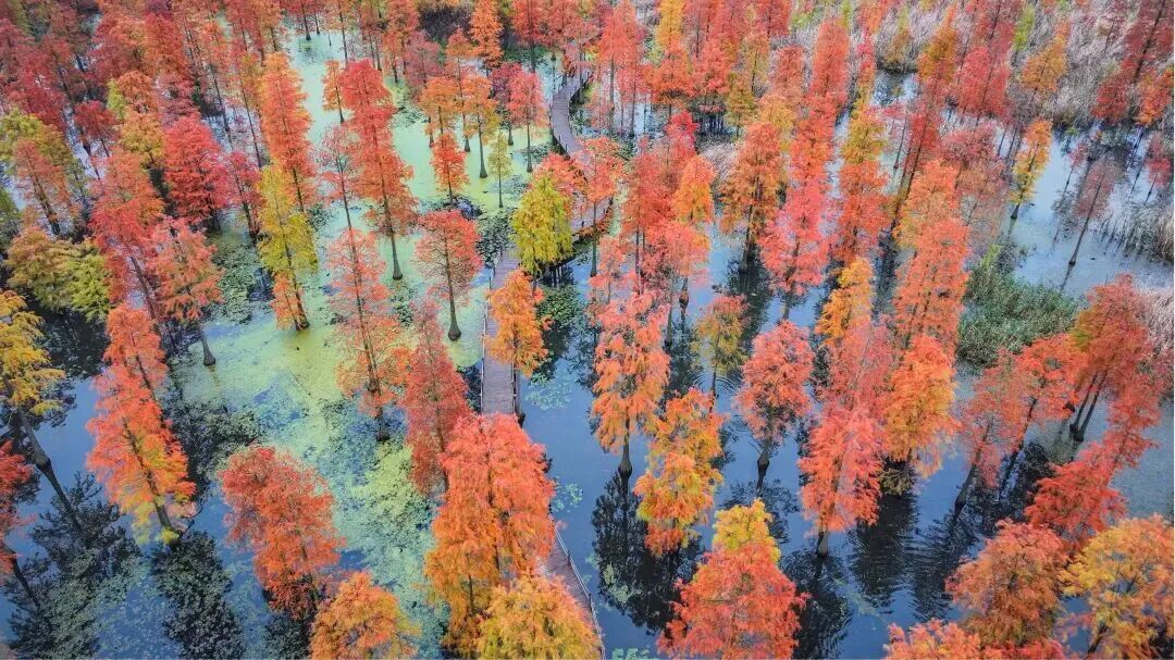 秋日特调！南京“西红柿炒蛋”皮肤已限时上线！