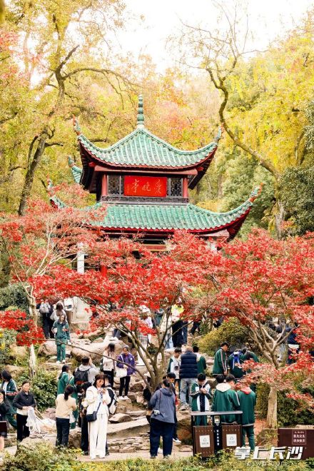 沉醉“枫”景！爱晚亭进入最佳观赏期