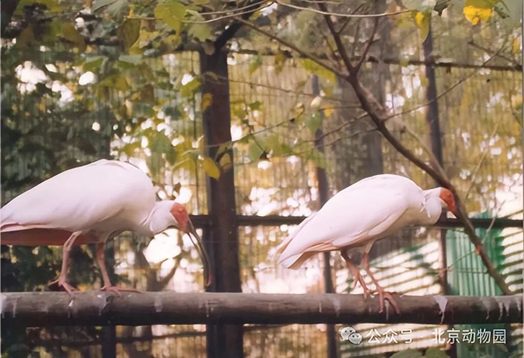 平平，再见！全球最长寿朱鹮离世