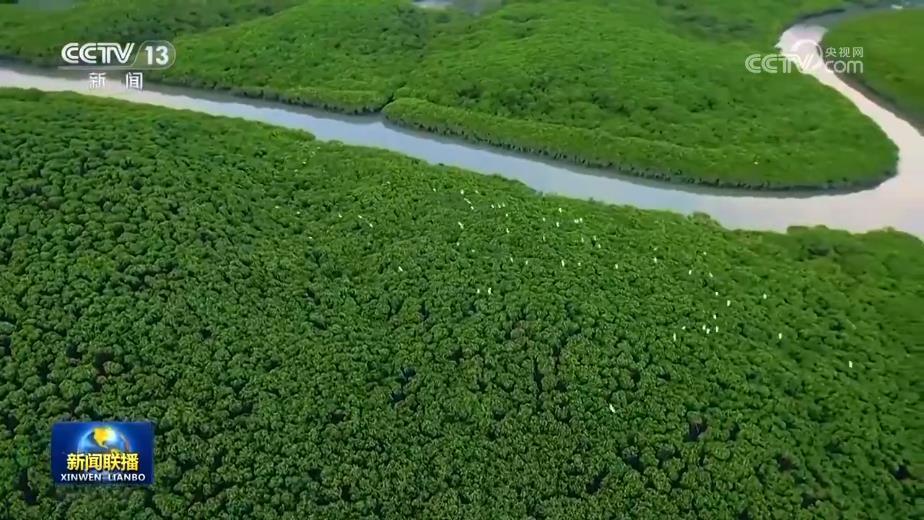 多地迎来候鸟迁徙高峰 多地迎来候鸟迁徙高峰
