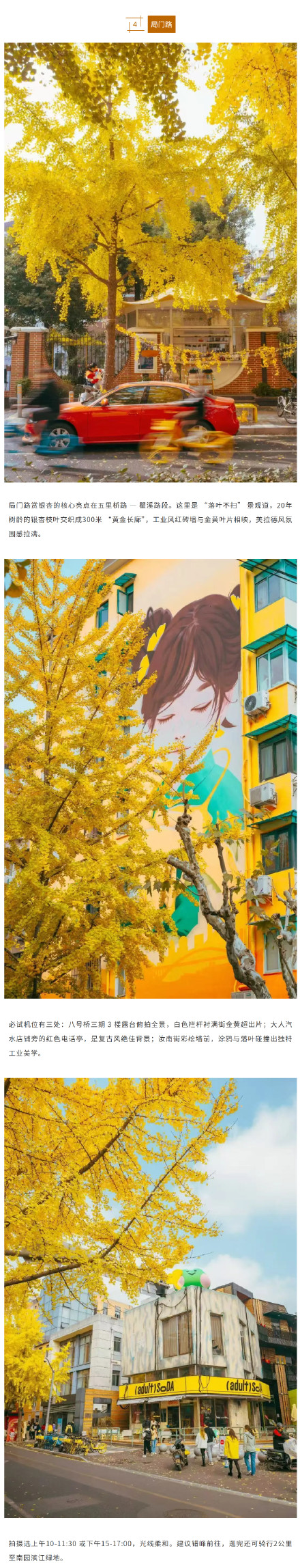 上海银杏浓度已达99%！这份含“金”量超高的浪漫别错过→