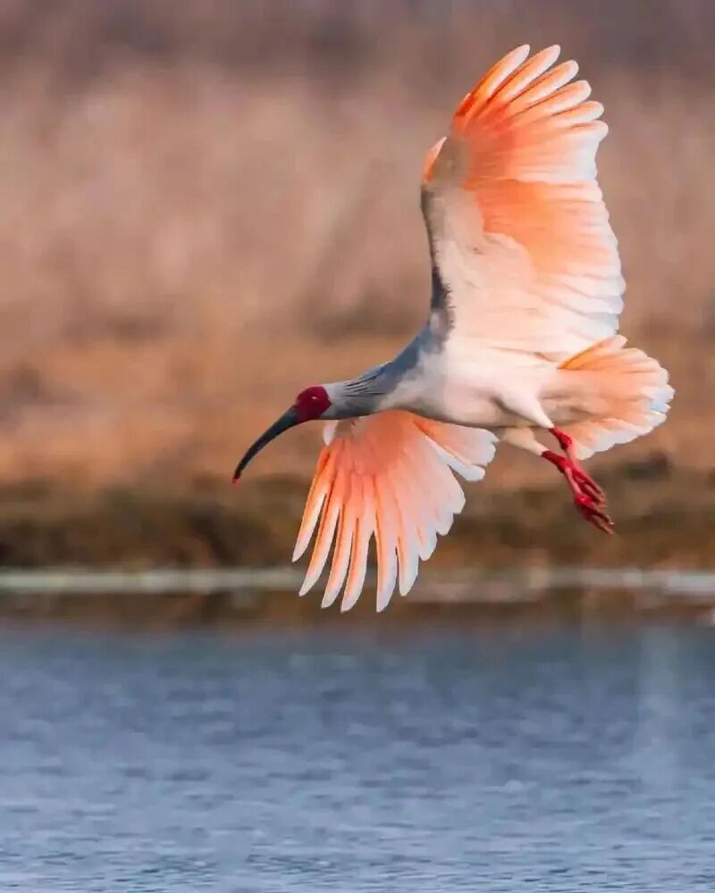 平平，再见！全球最长寿朱鹮离世