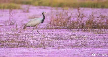 神奇物种在江西︱罕见蓑羽鹤做客鄱阳湖，今冬“五鹤齐聚”