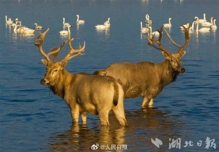 回家40年后麋鹿在西方改回中国名