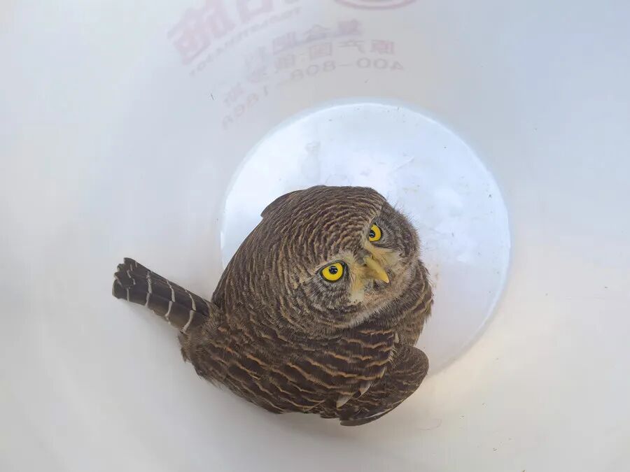 暖心！热心群众给派出所送来了只“萌崽”......