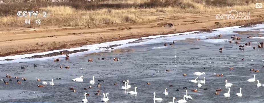 黄河山西河曲段进入流凌期