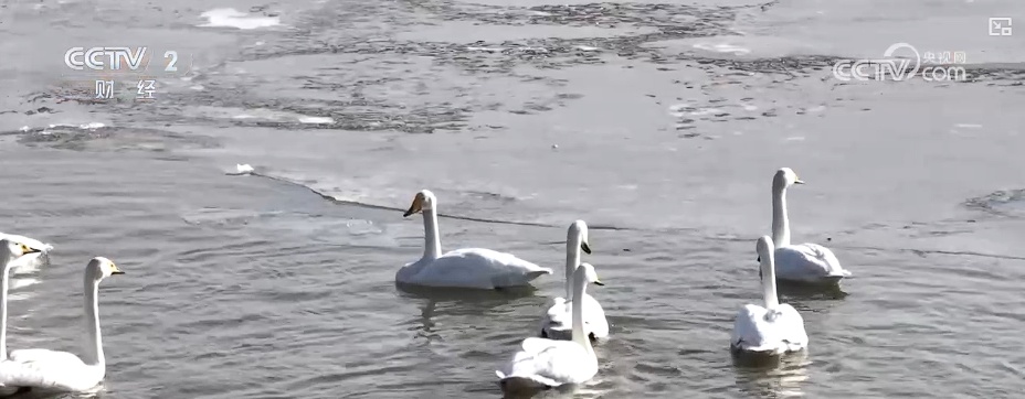 黄河山西河曲段进入流凌期