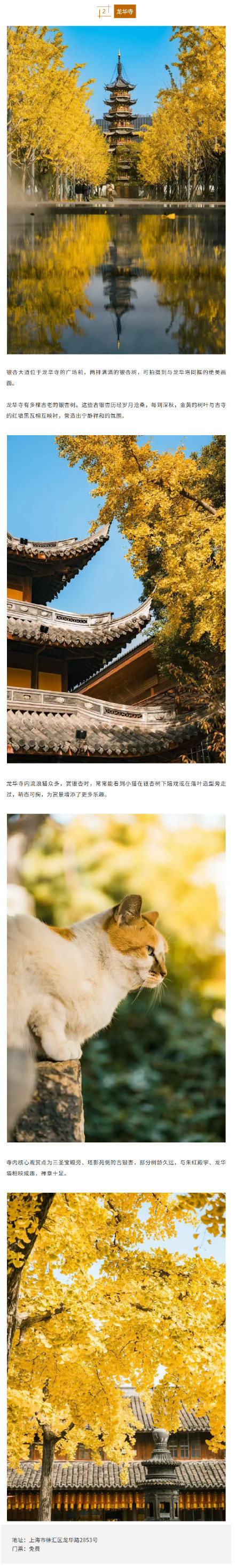 上海银杏浓度已达99%！这份含“金”量超高的浪漫别错过→