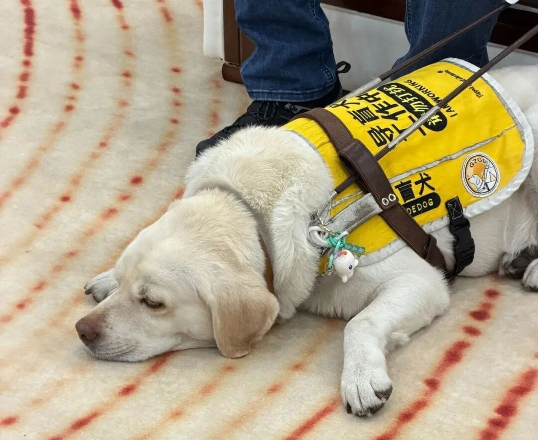 失明八年，广州宝哥带导盲犬走遍全国圈粉百万，如今又站上新舞台