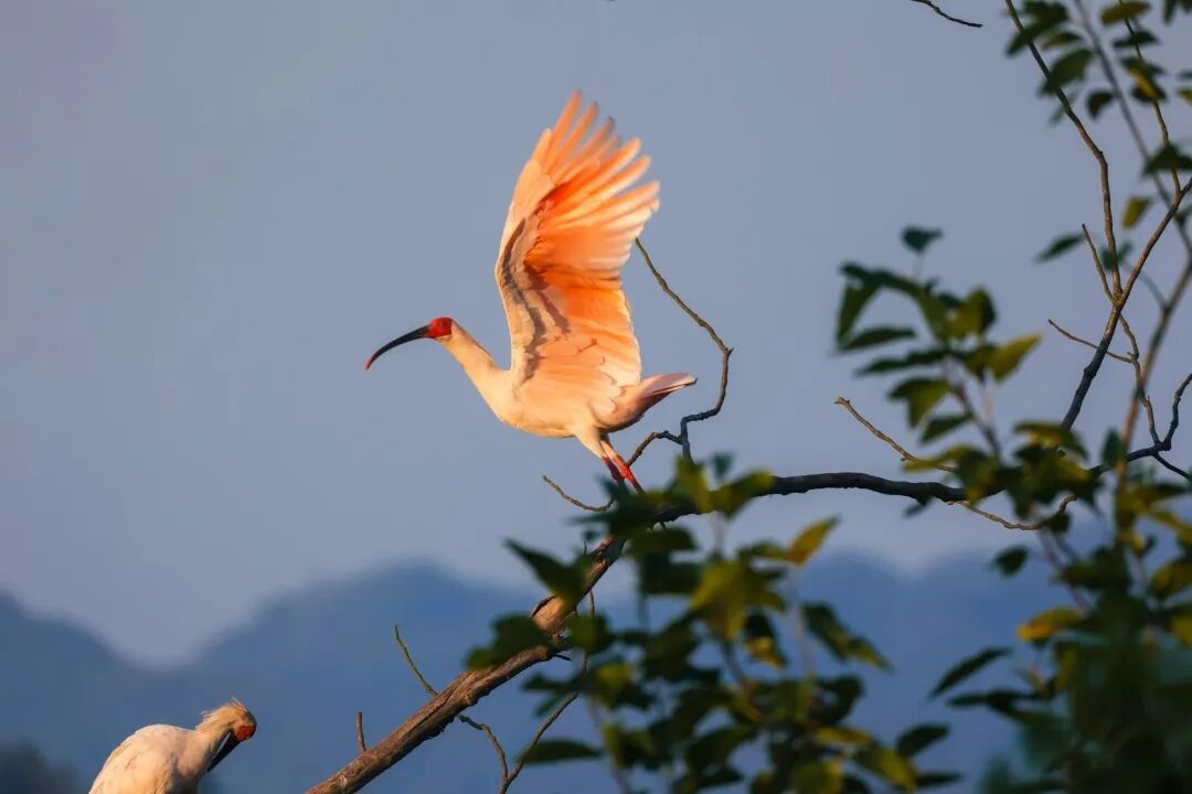 平平，再见！全球最长寿朱鹮离世