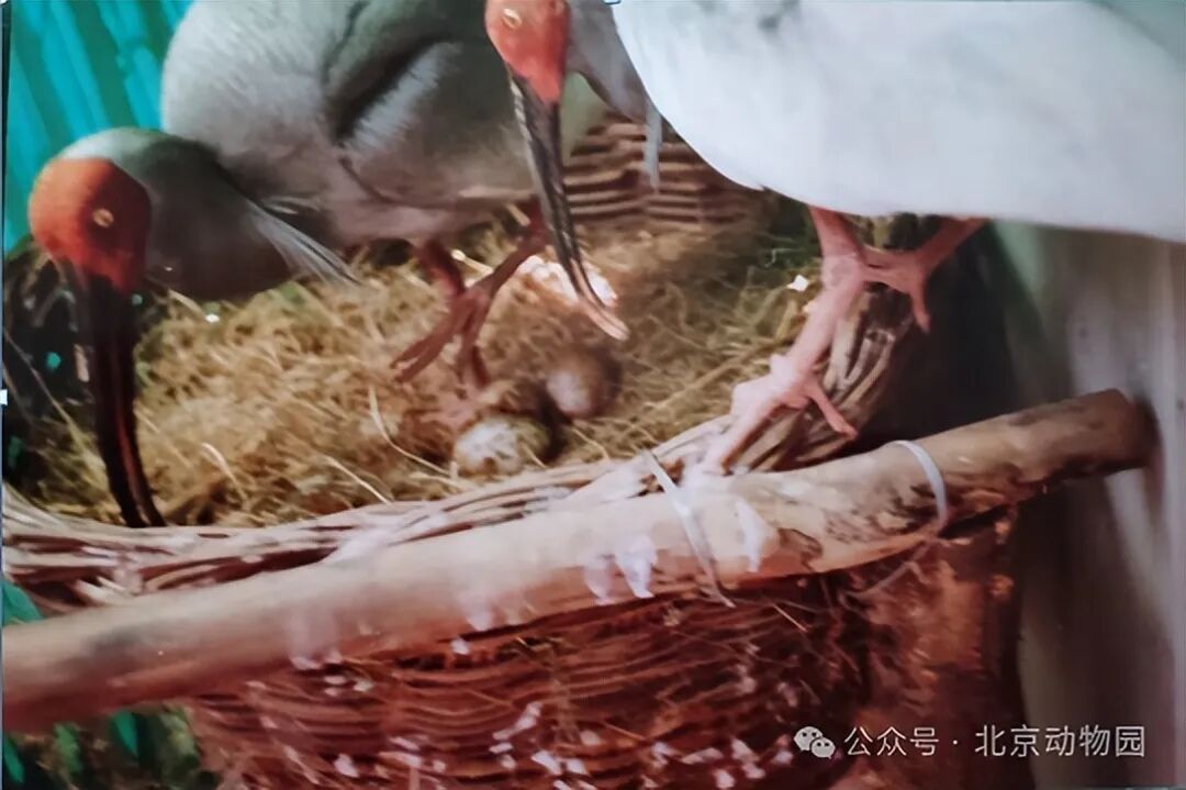 平平，再见！全球最长寿朱鹮离世