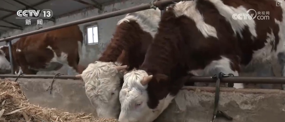 各地细化服务加固大棚、保证热源、加强巡查 办实民生小事保障百姓生产生活