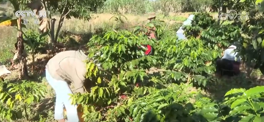 “服务+科技”擦亮特色产业“金字招牌” 农户增收“节节高”