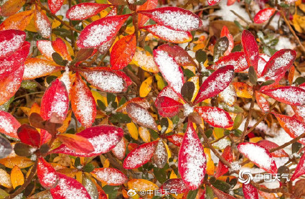 山东威海迎降雪地面银白