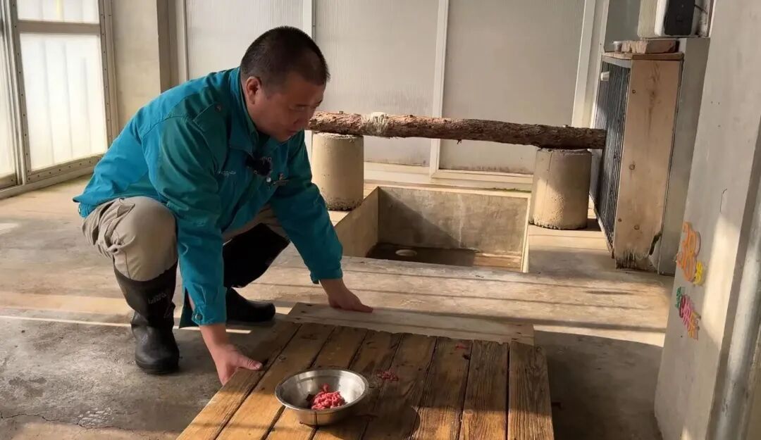 平平，再见！全球最长寿朱鹮离世