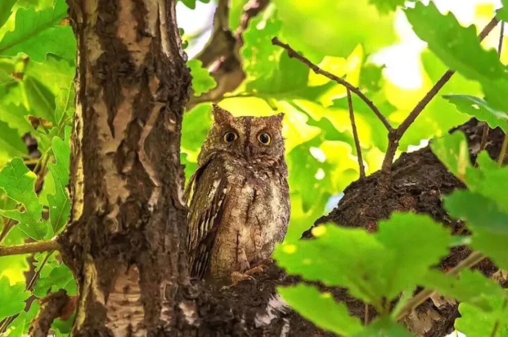 暖心！热心群众给派出所送来了只“萌崽”......