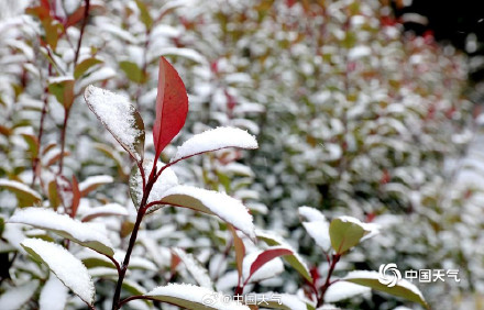 山东威海迎降雪地面银白