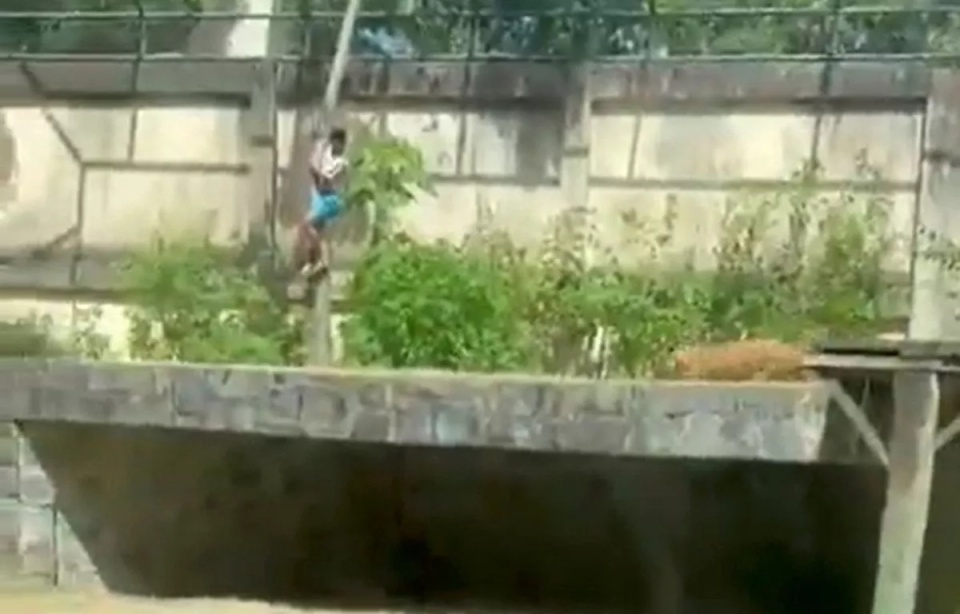 巴西男子在动物园翻墙闯狮舍，落地瞬间被母狮咬死