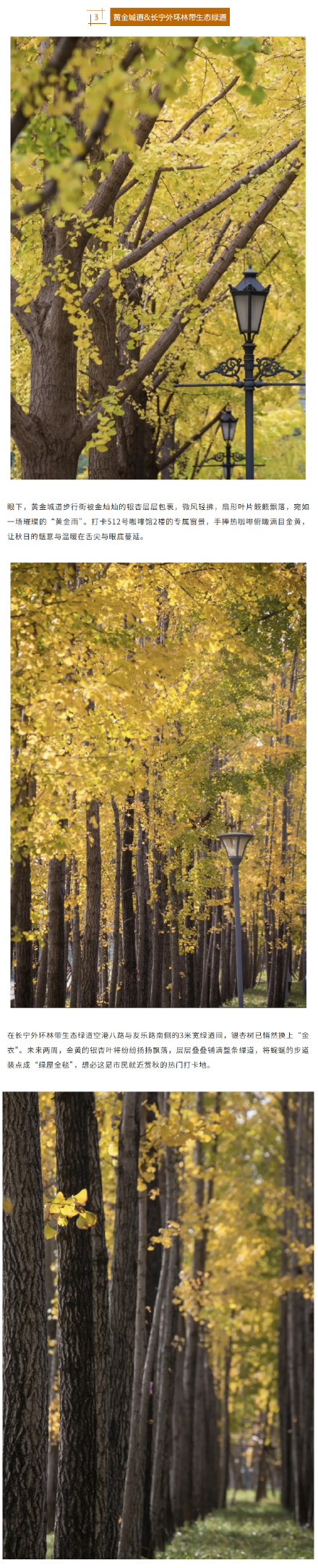 上海银杏浓度已达99%！这份含“金”量超高的浪漫别错过→