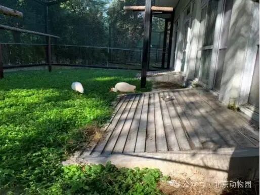 平平，再见！全球最长寿朱鹮离世