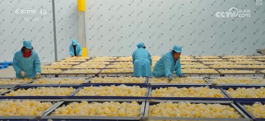 “服务+科技”擦亮特色产业“金字招牌” 农户增收“节节高”