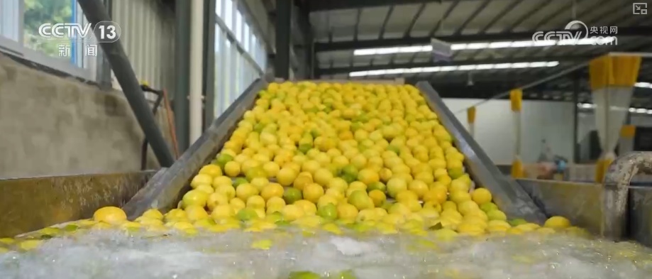 “服务+科技”擦亮特色产业“金字招牌” 农户增收“节节高”