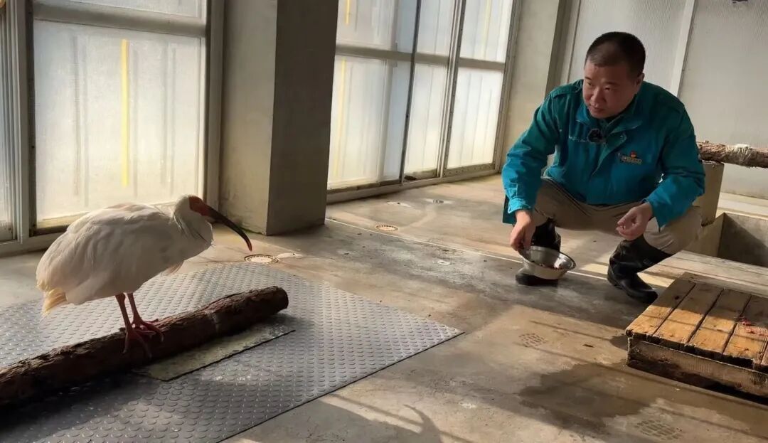 平平，再见！全球最长寿朱鹮离世