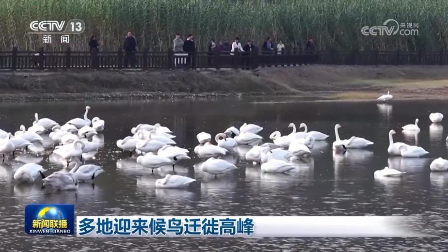 多地迎来候鸟迁徙高峰 多地迎来候鸟迁徙高峰