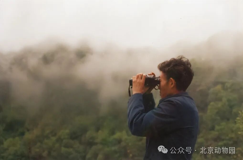 平平，再见！全球最长寿朱鹮离世