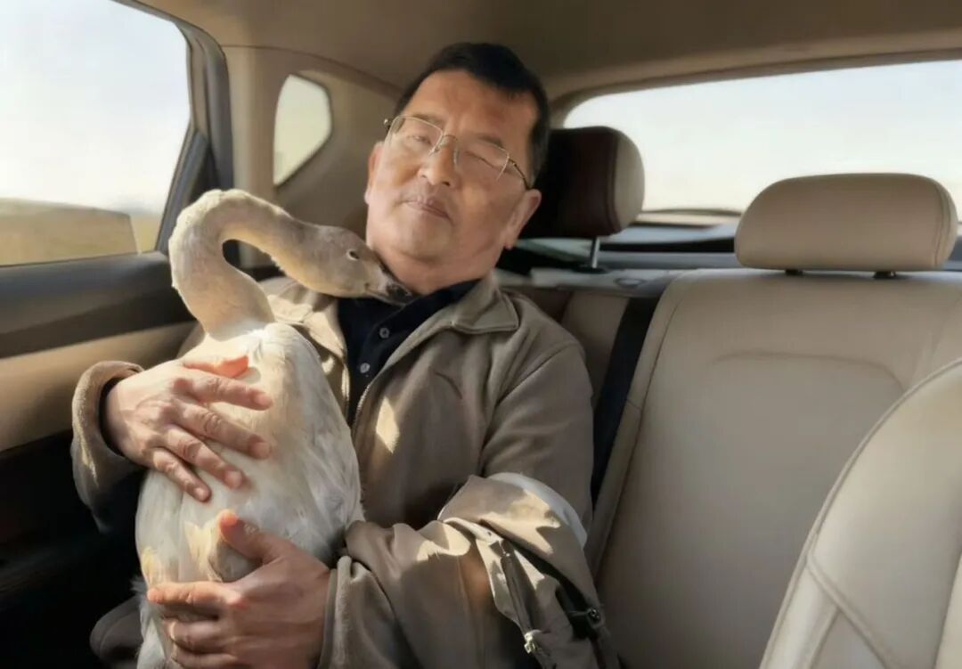 “缠足”天鹅,获救了! “缠足”天鹅,获救了!