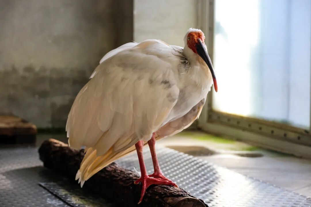 平平，再见！全球最长寿朱鹮离世