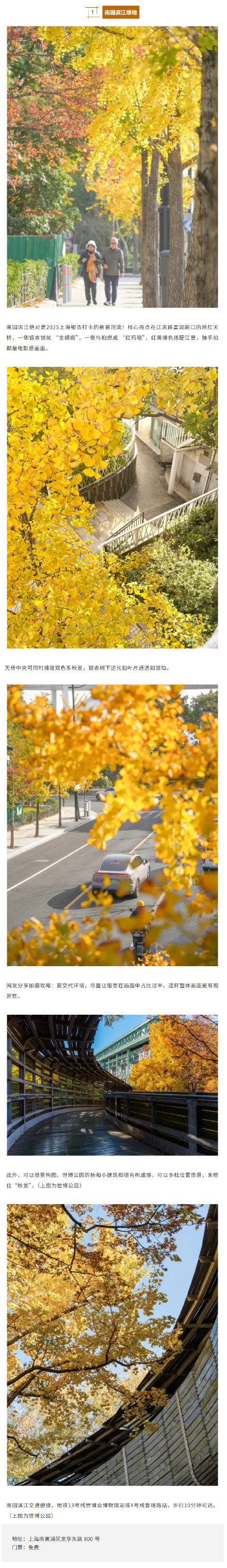 上海银杏浓度已达99%！这份含“金”量超高的浪漫别错过→