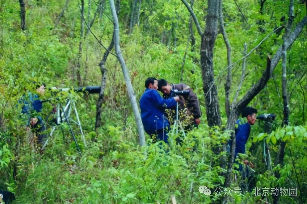平平，再见！全球最长寿朱鹮离世
