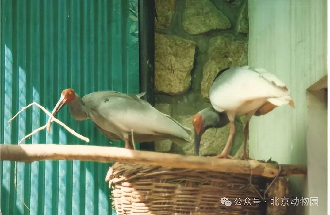 平平，再见！全球最长寿朱鹮离世