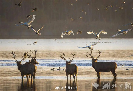 回家40年后麋鹿在西方改回中国名