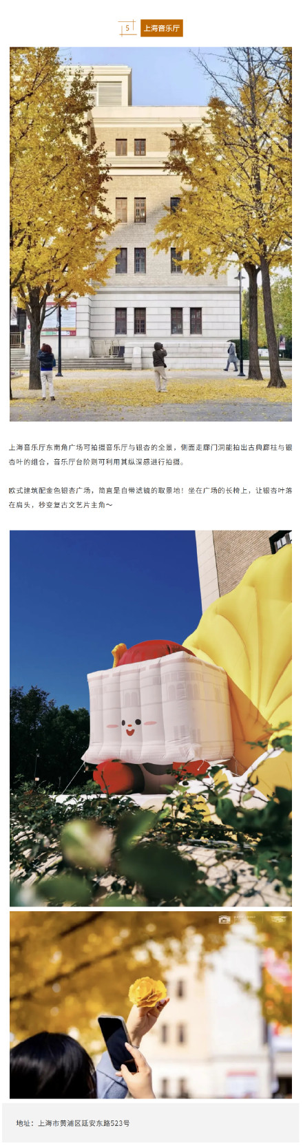 上海银杏浓度已达99%！这份含“金”量超高的浪漫别错过→