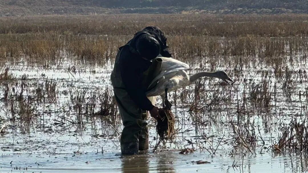 “缠足”天鹅,获救了! “缠足”天鹅,获救了!