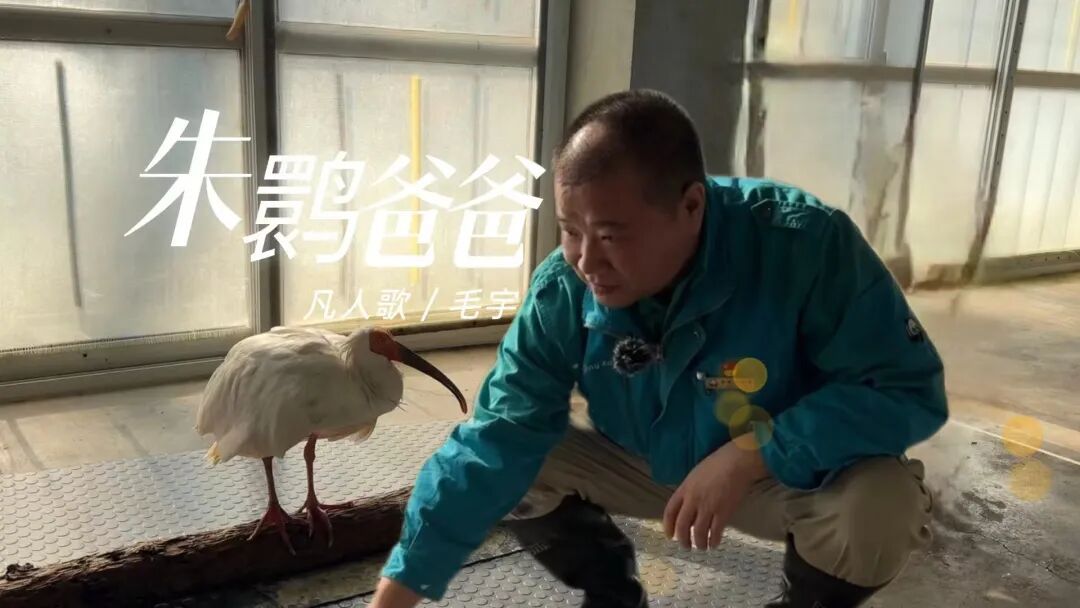 平平，再见！全球最长寿朱鹮离世