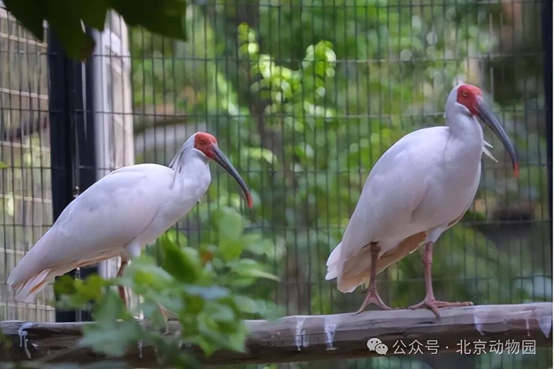 平平，再见！全球最长寿朱鹮离世