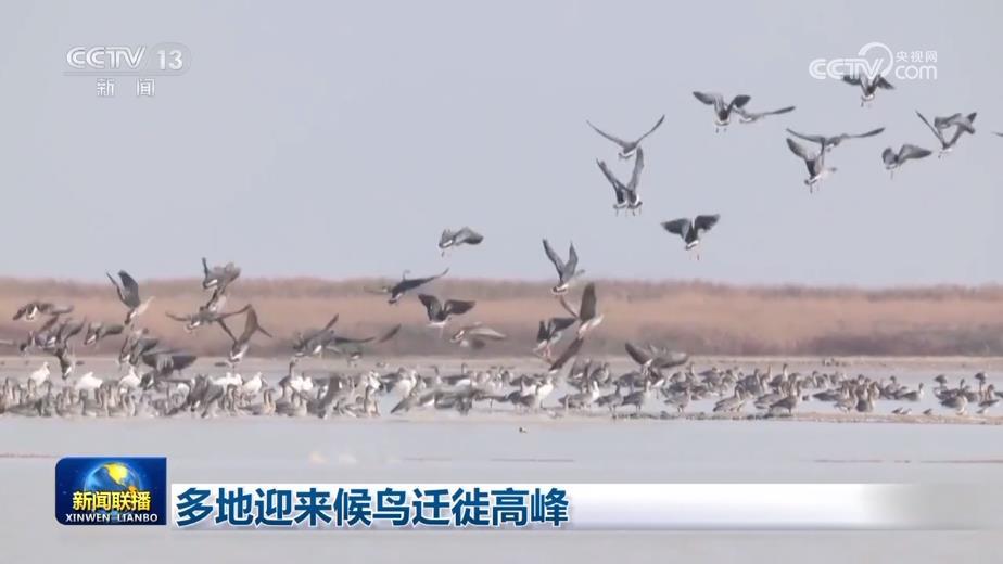 多地迎来候鸟迁徙高峰 多地迎来候鸟迁徙高峰